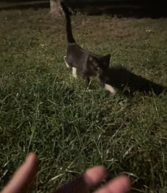 black kitten