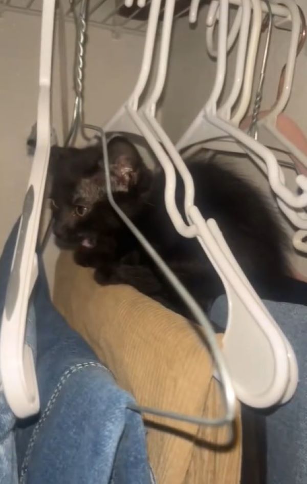 black kitten