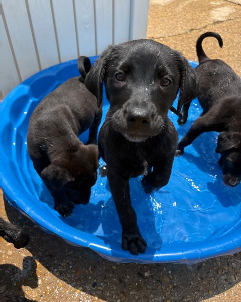 black puppies