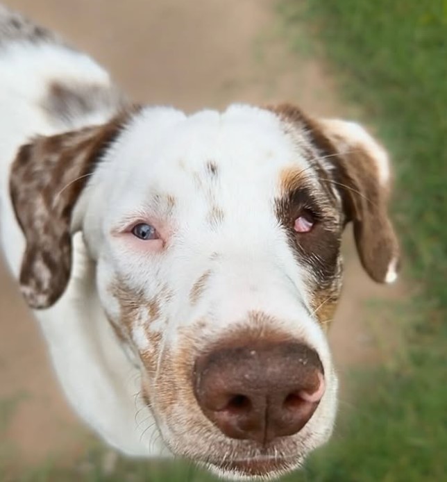 blind dog