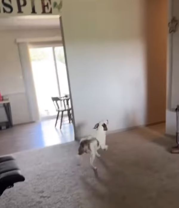 blind dog in house