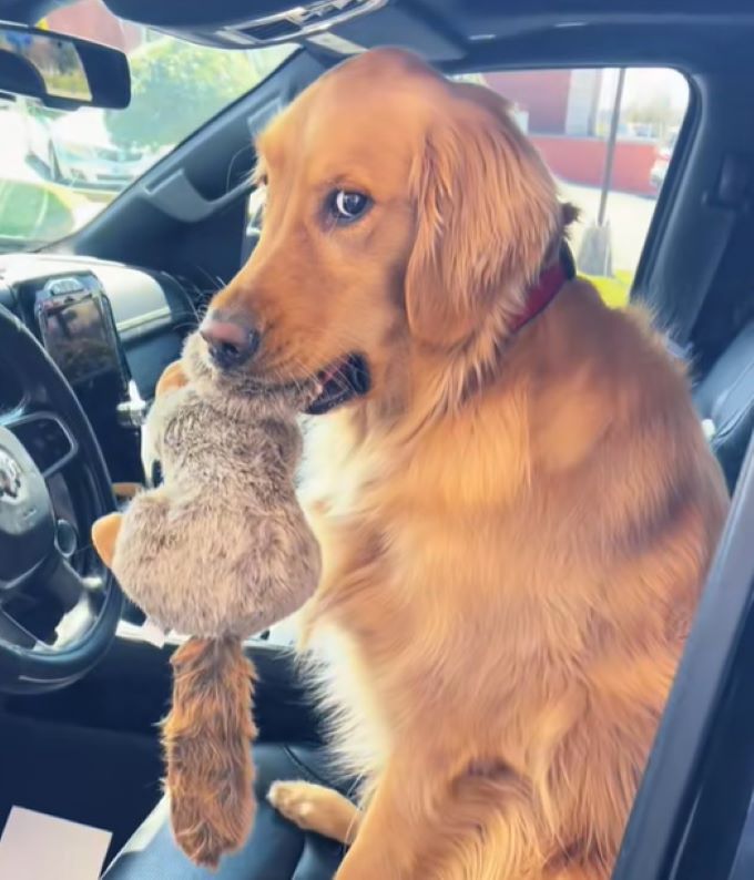 brown dog holding a toy in mouth