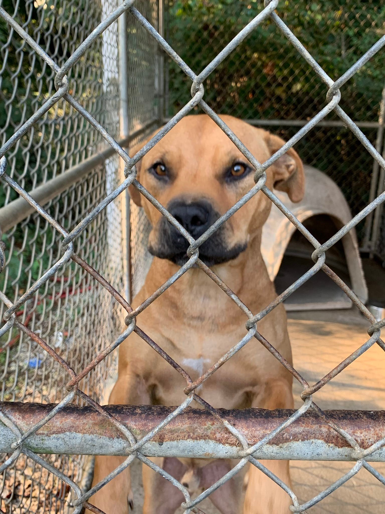 brown dog in cage