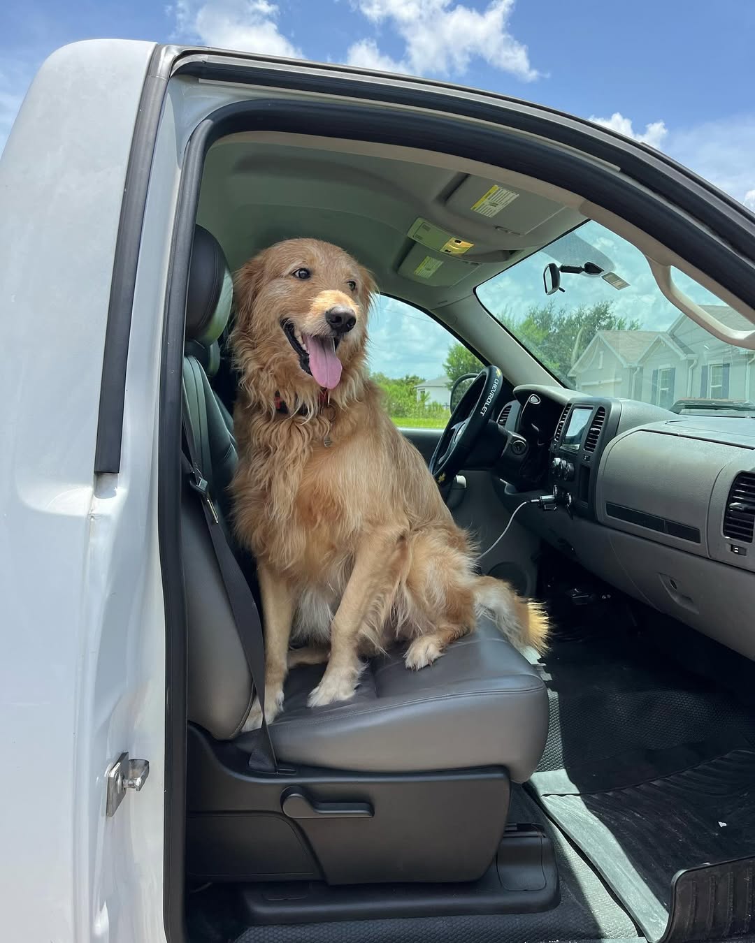 brown dog in car