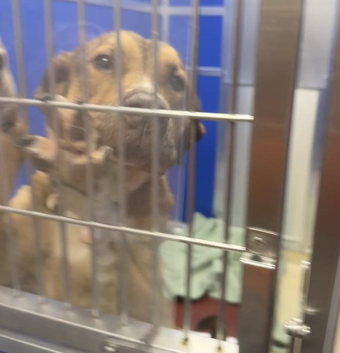 brown dog in shelter