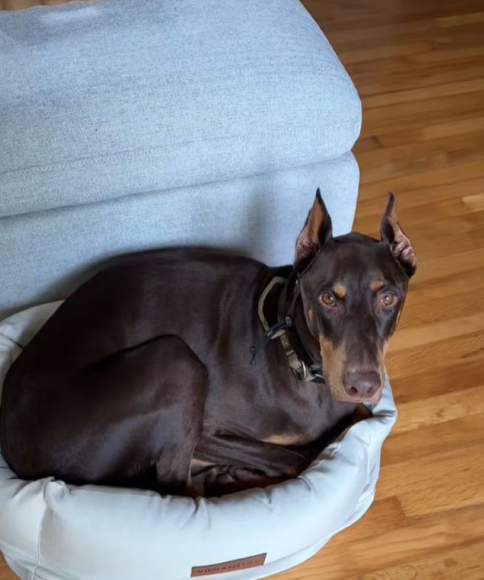 brown dog laying down