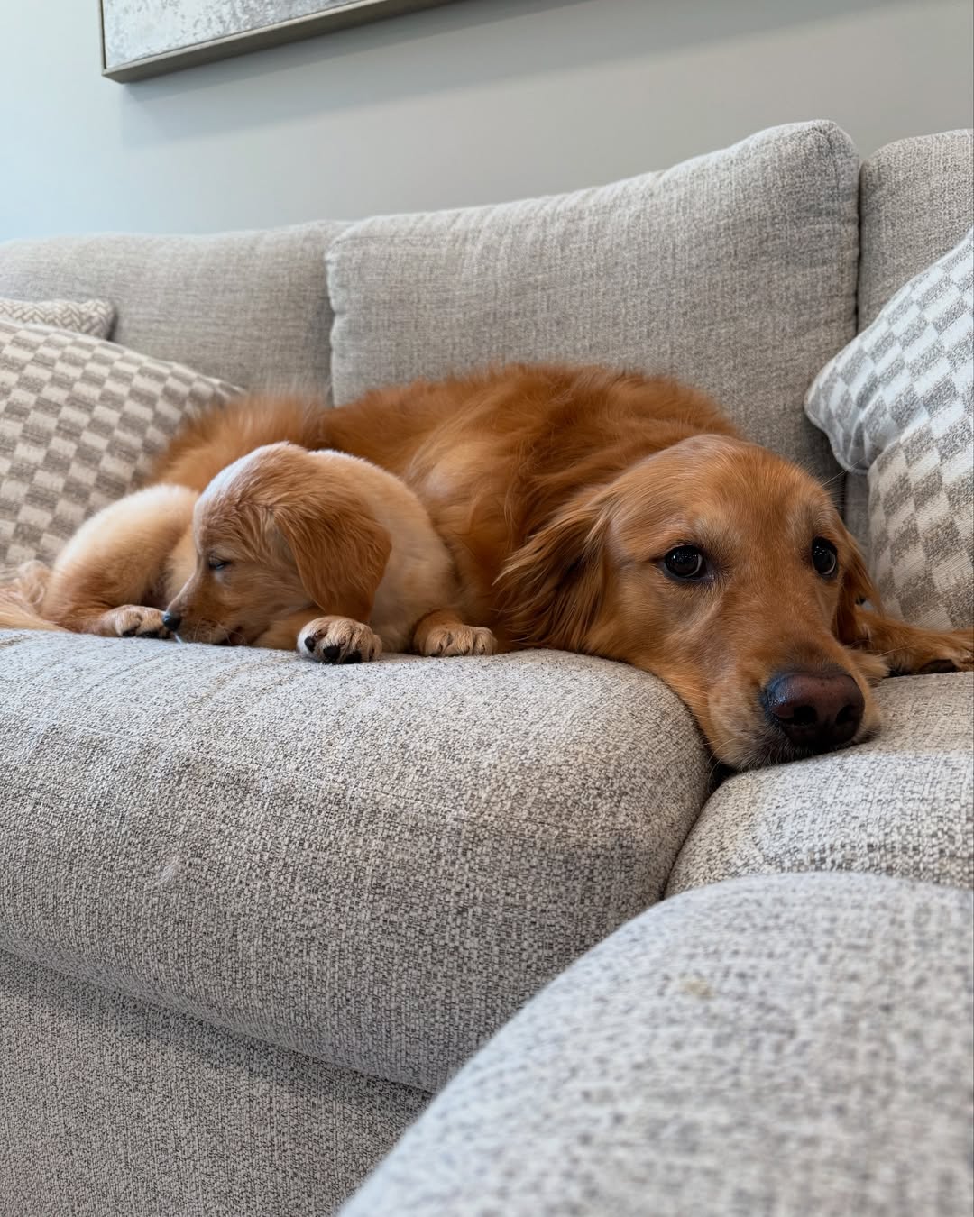 brown dog laying on couch
