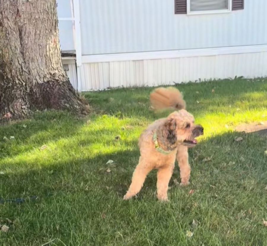 brown dog on grass