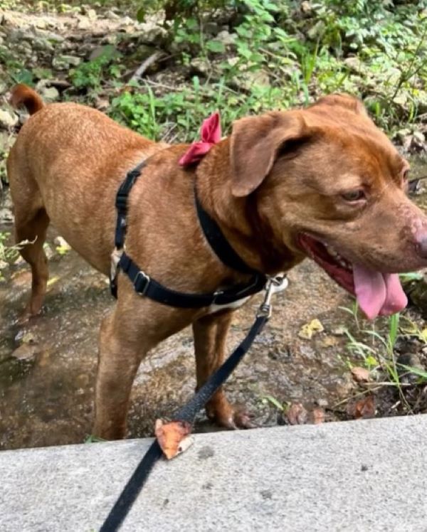 brown dog on leash