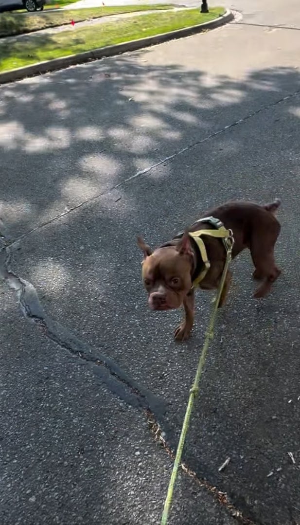 brown dog on leash