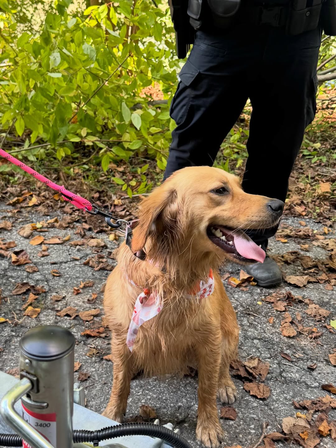 brown dog on leash
