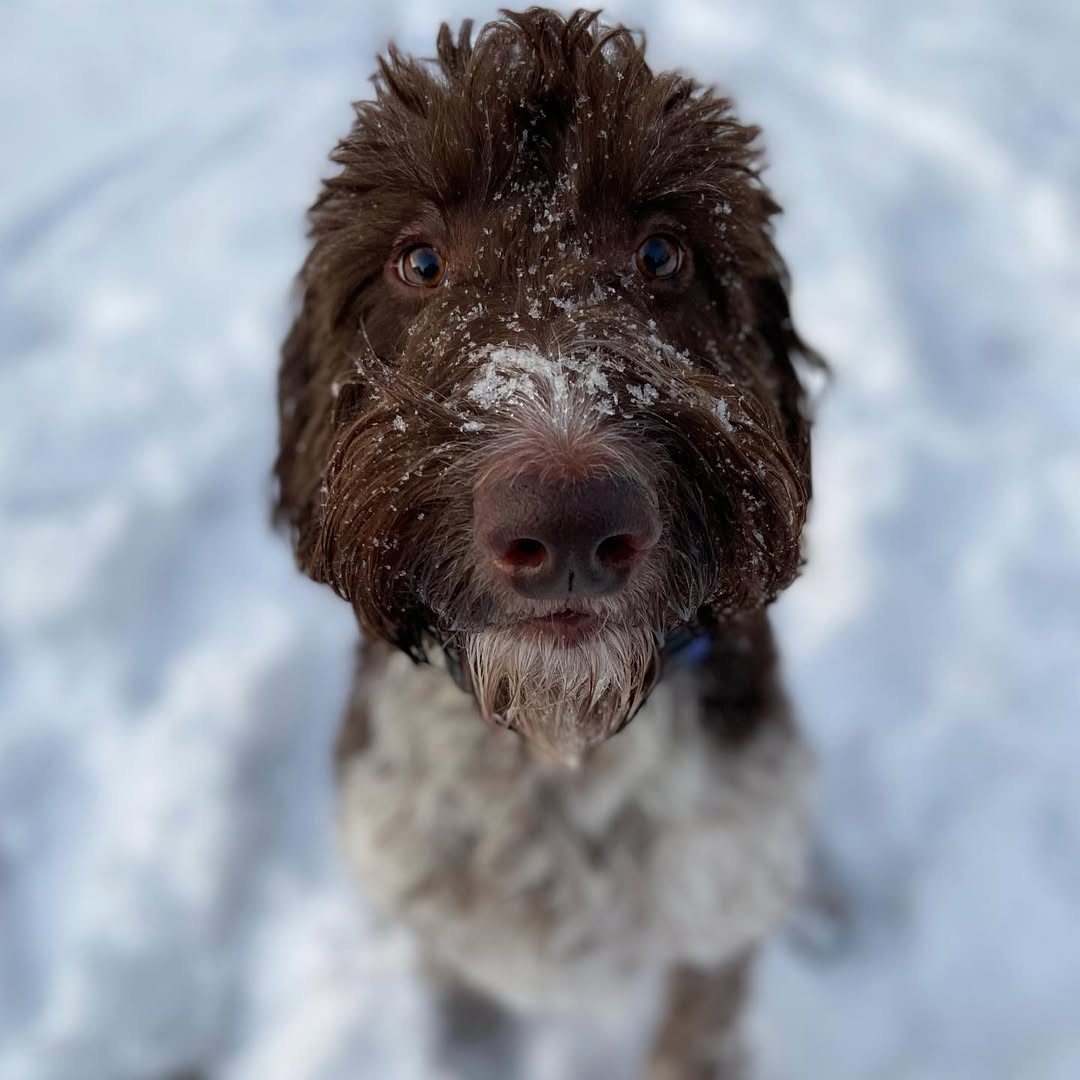 brown dog on snow