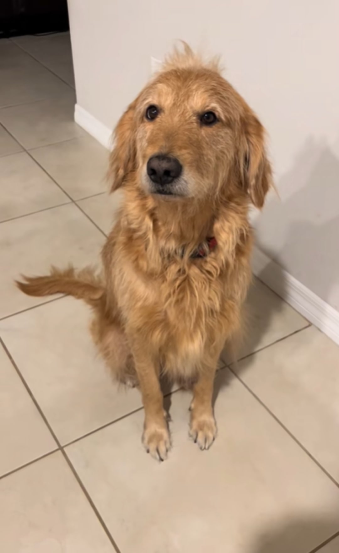 brown dog sitting on tiles
