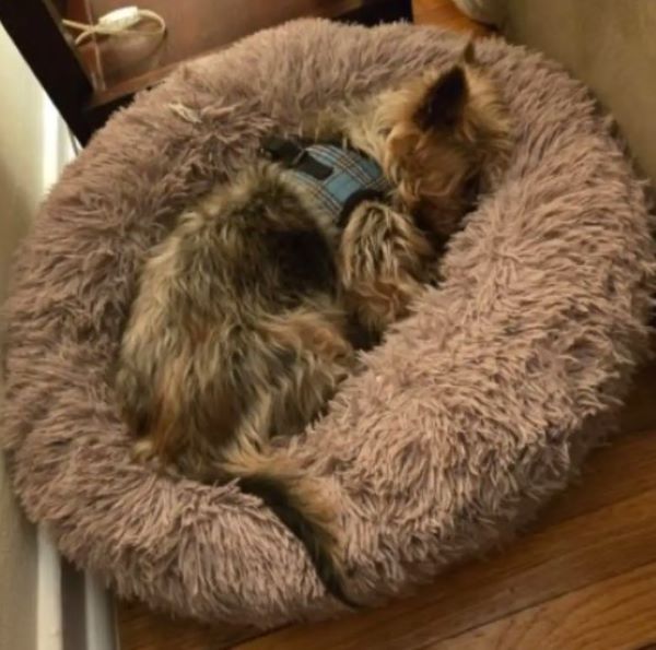 brown dog sleeping