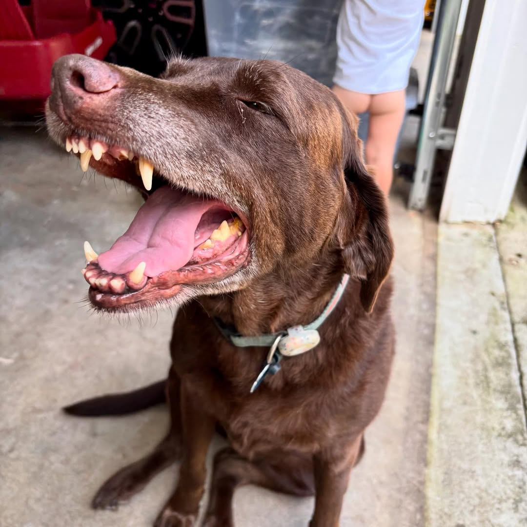 brown dog yawning