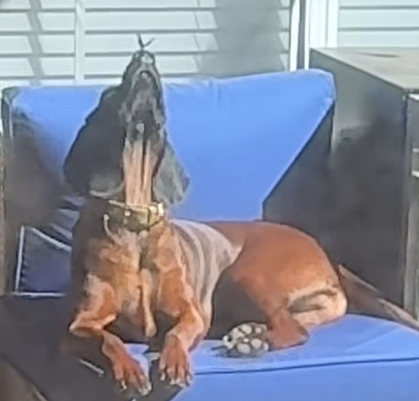 butterfly on dogs nose