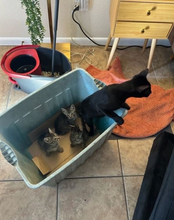 cat and three kittens