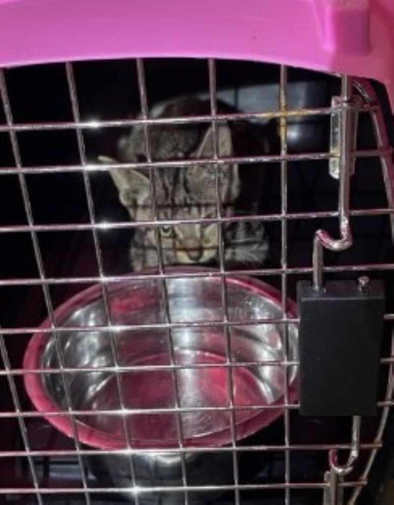 cat in crate