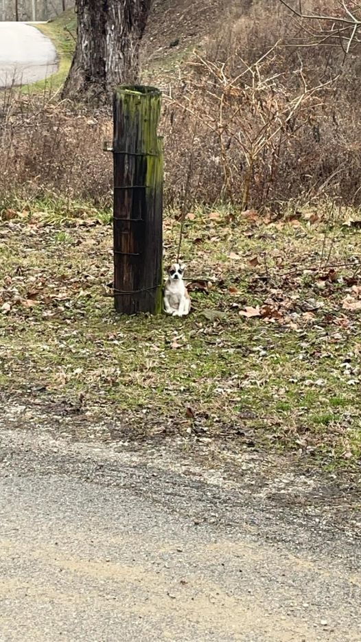 chained tiny dog