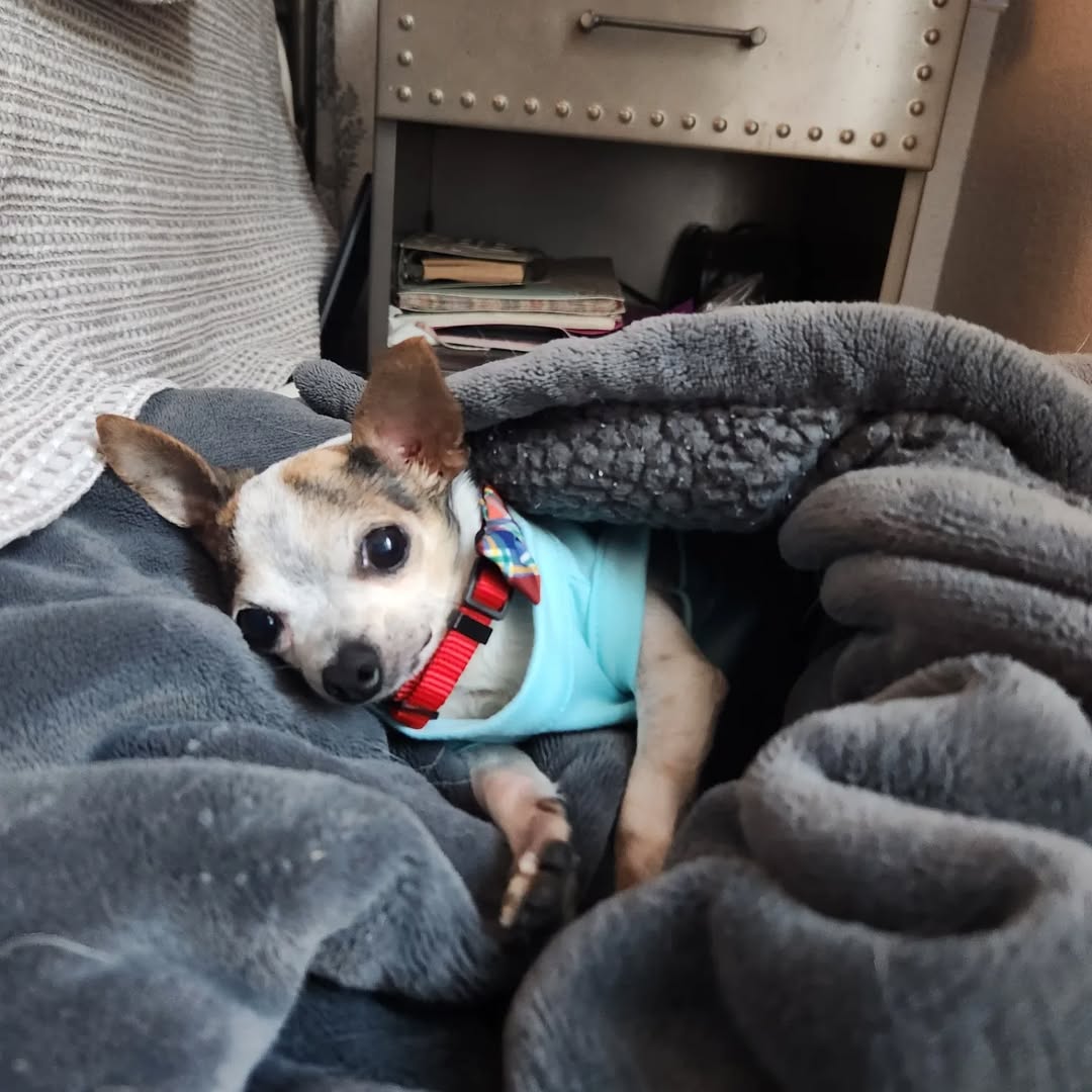 chihuahua laying down