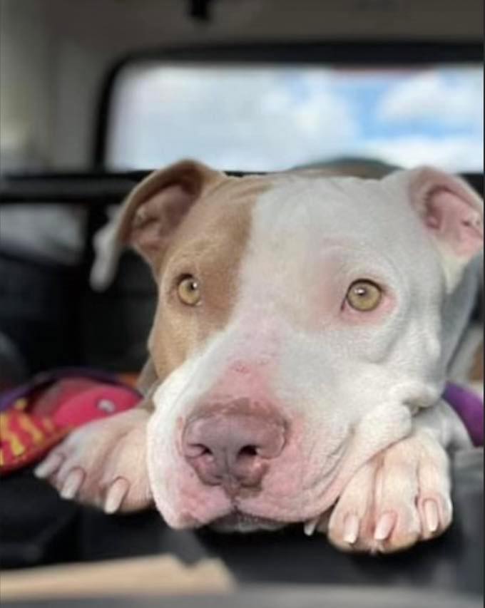 close up photo of the dog