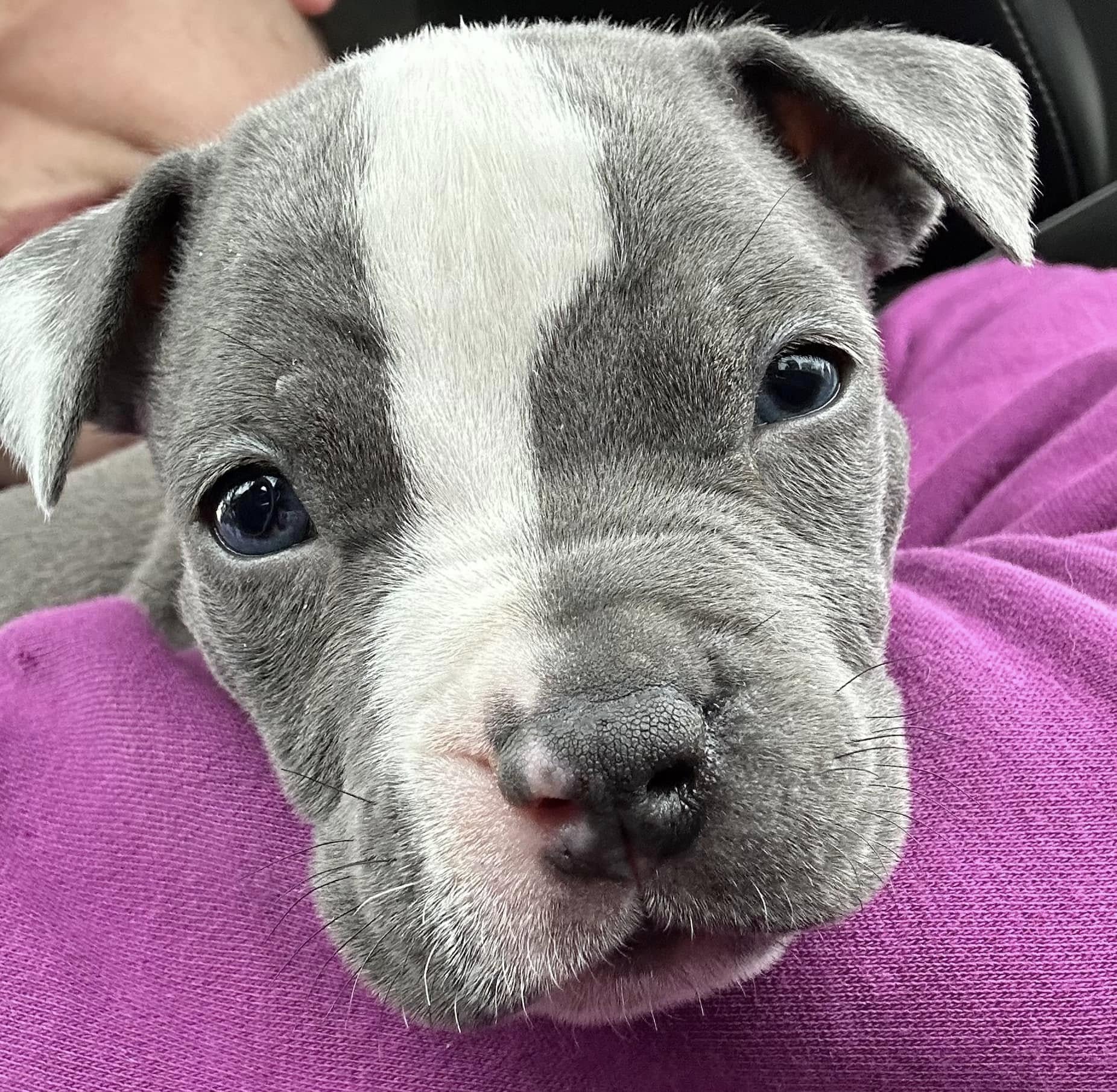 close up photo of the puppy