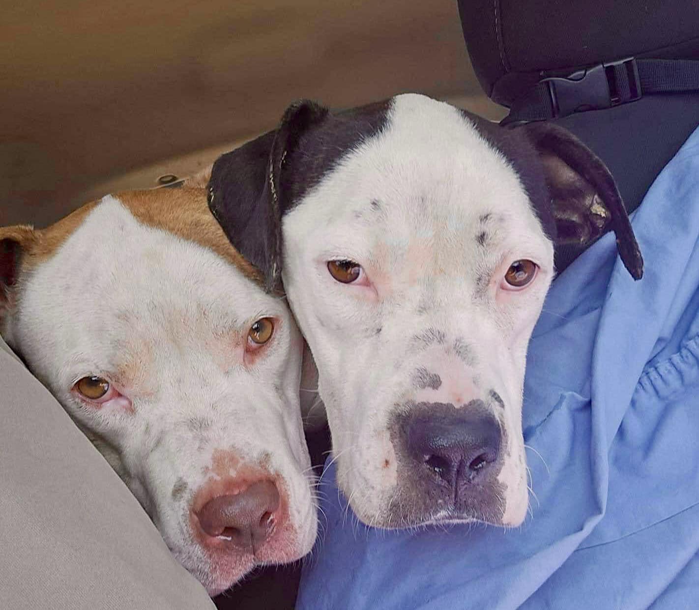 close up photo of two dogs