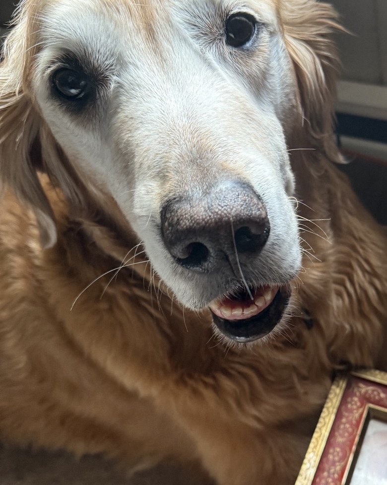 close view of cute dog