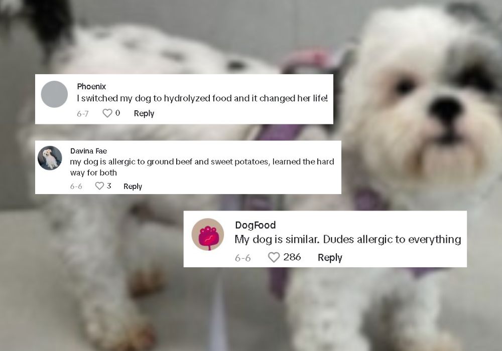 comments on tiktok