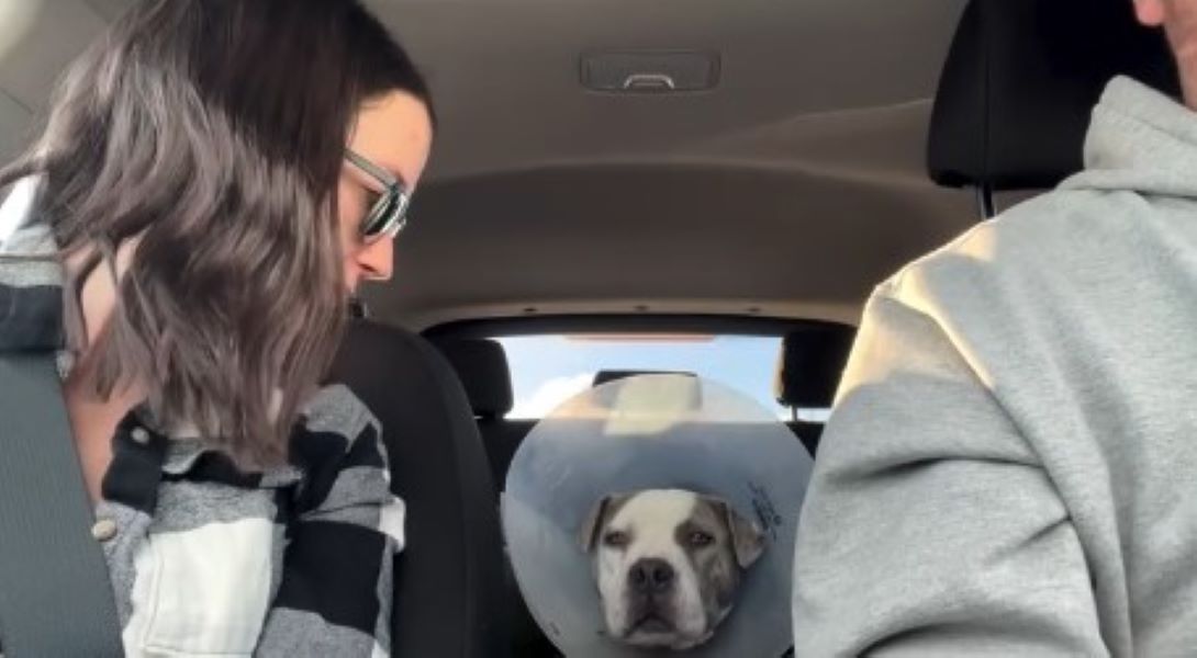 couple and dog in car