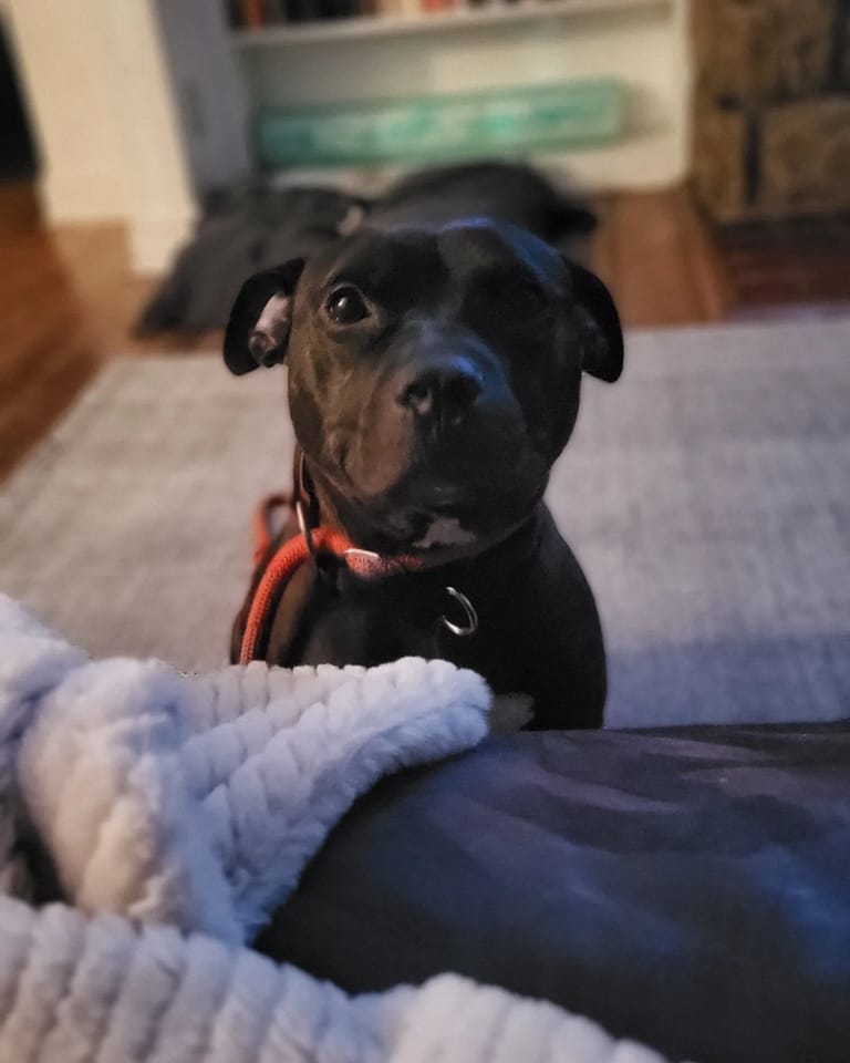 cute black dog