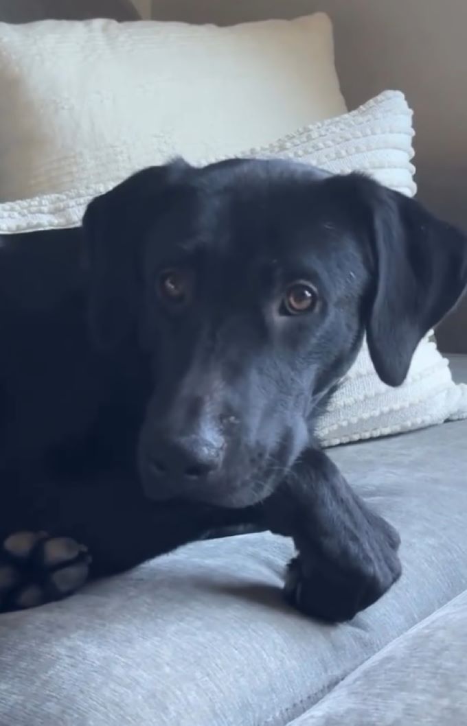 cute black dog