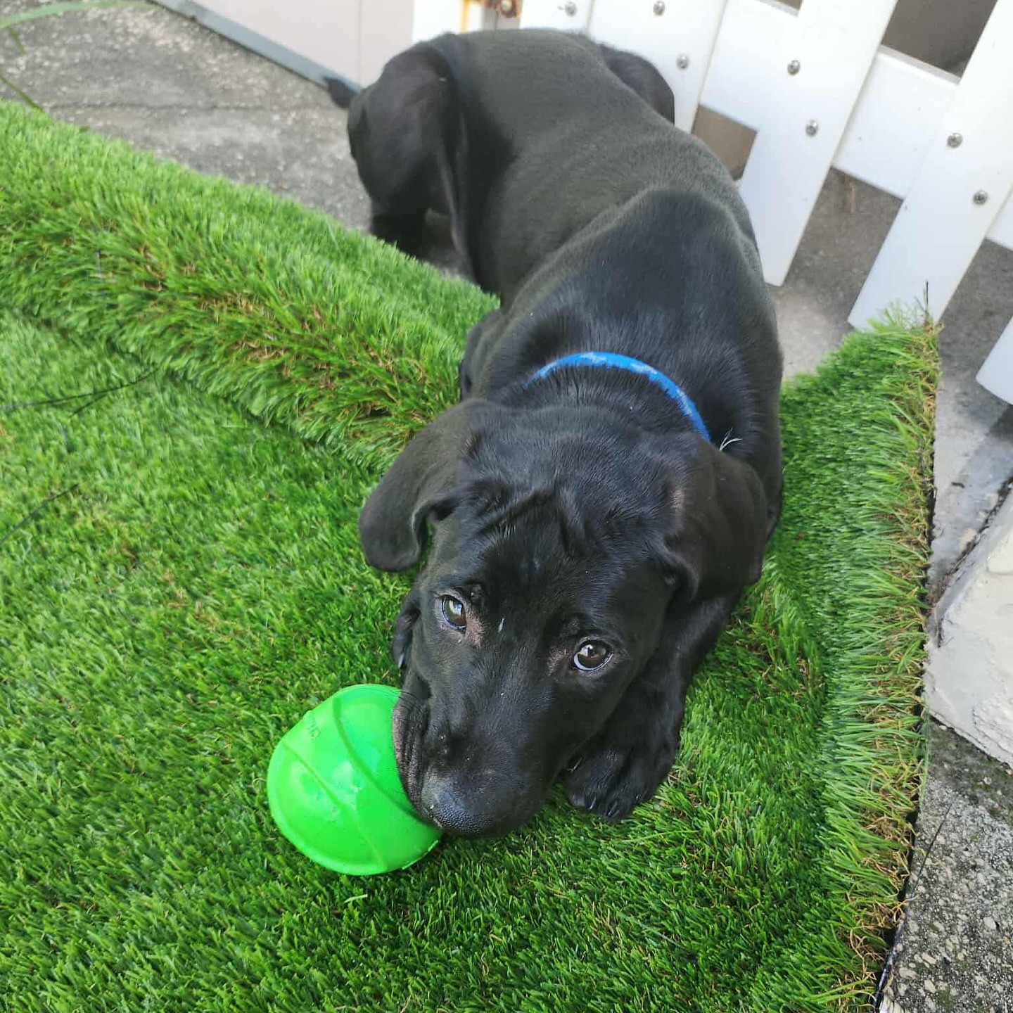 cute black dog