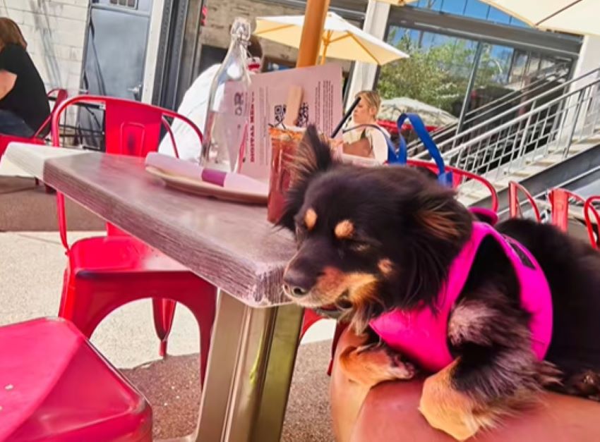 cute black dog