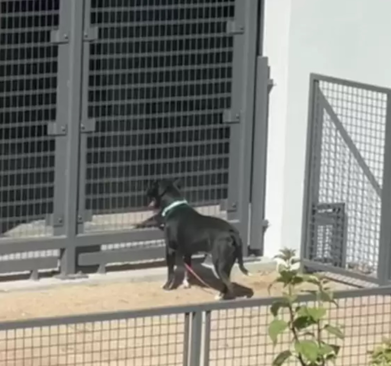 cute black dog