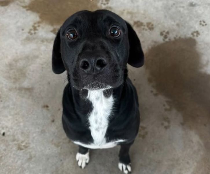 cute black dog