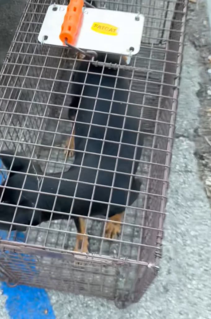 cute black dog in crate