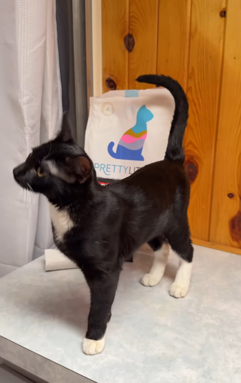cute black kitten