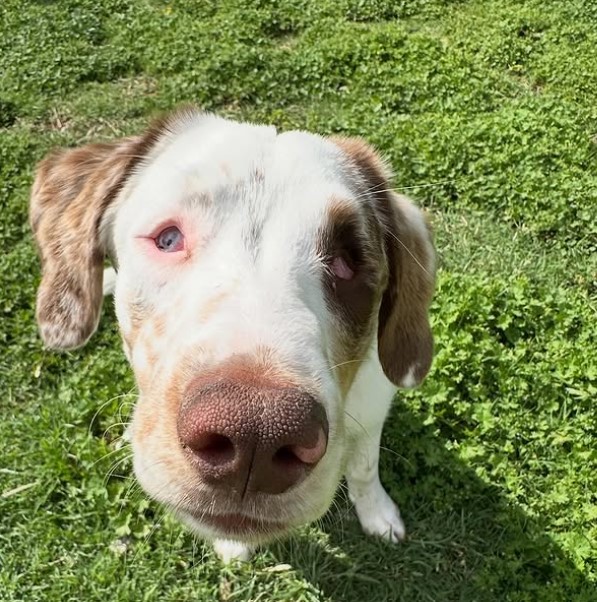cute blind dog