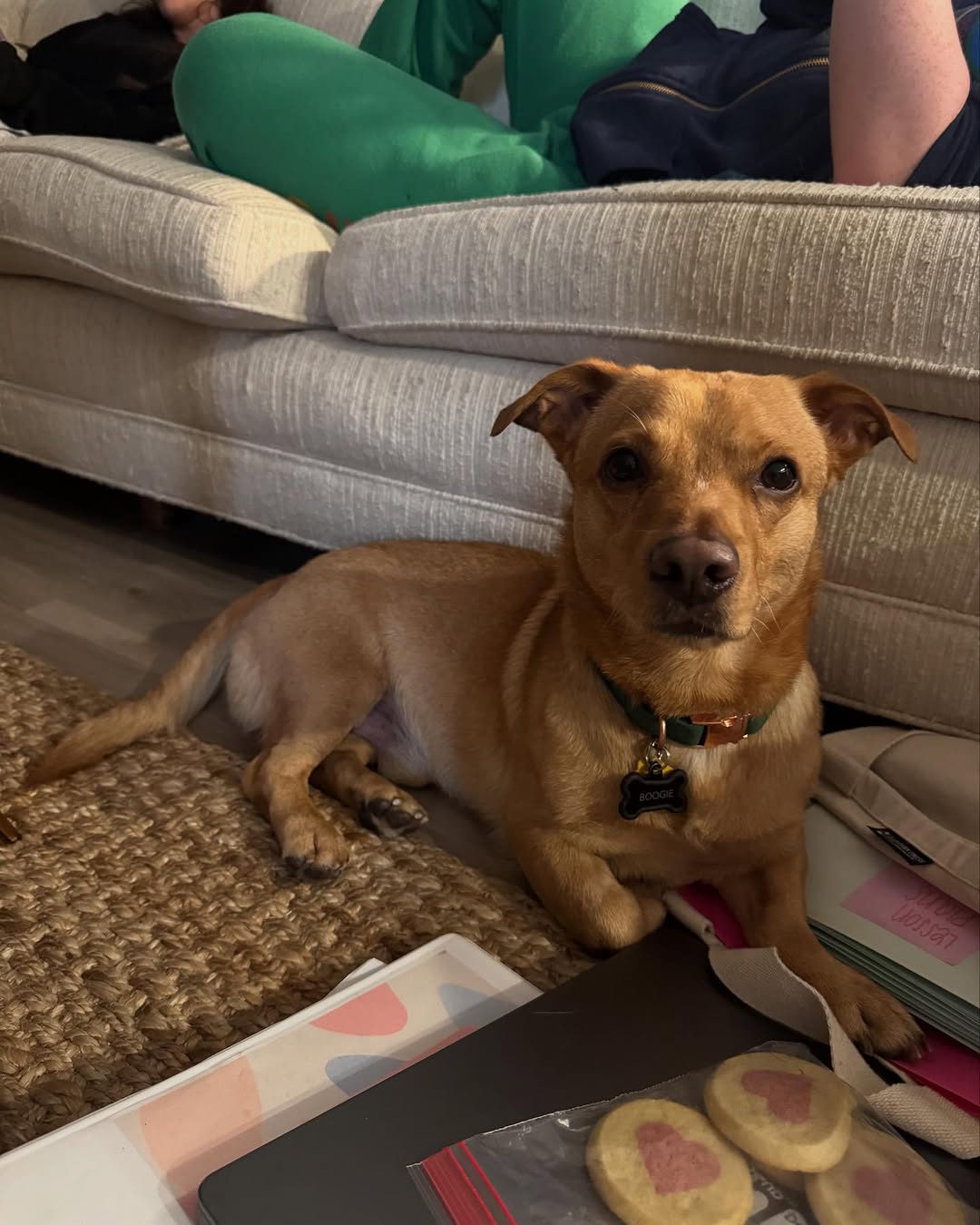 cute brown dog