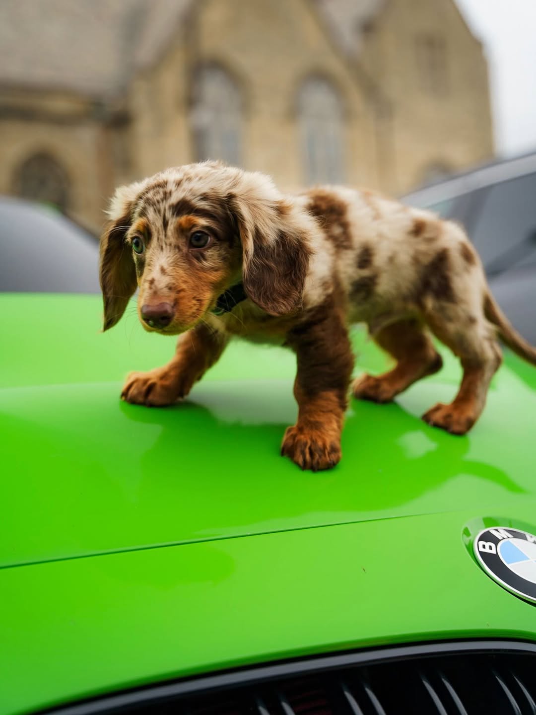 cute dahschund puppy