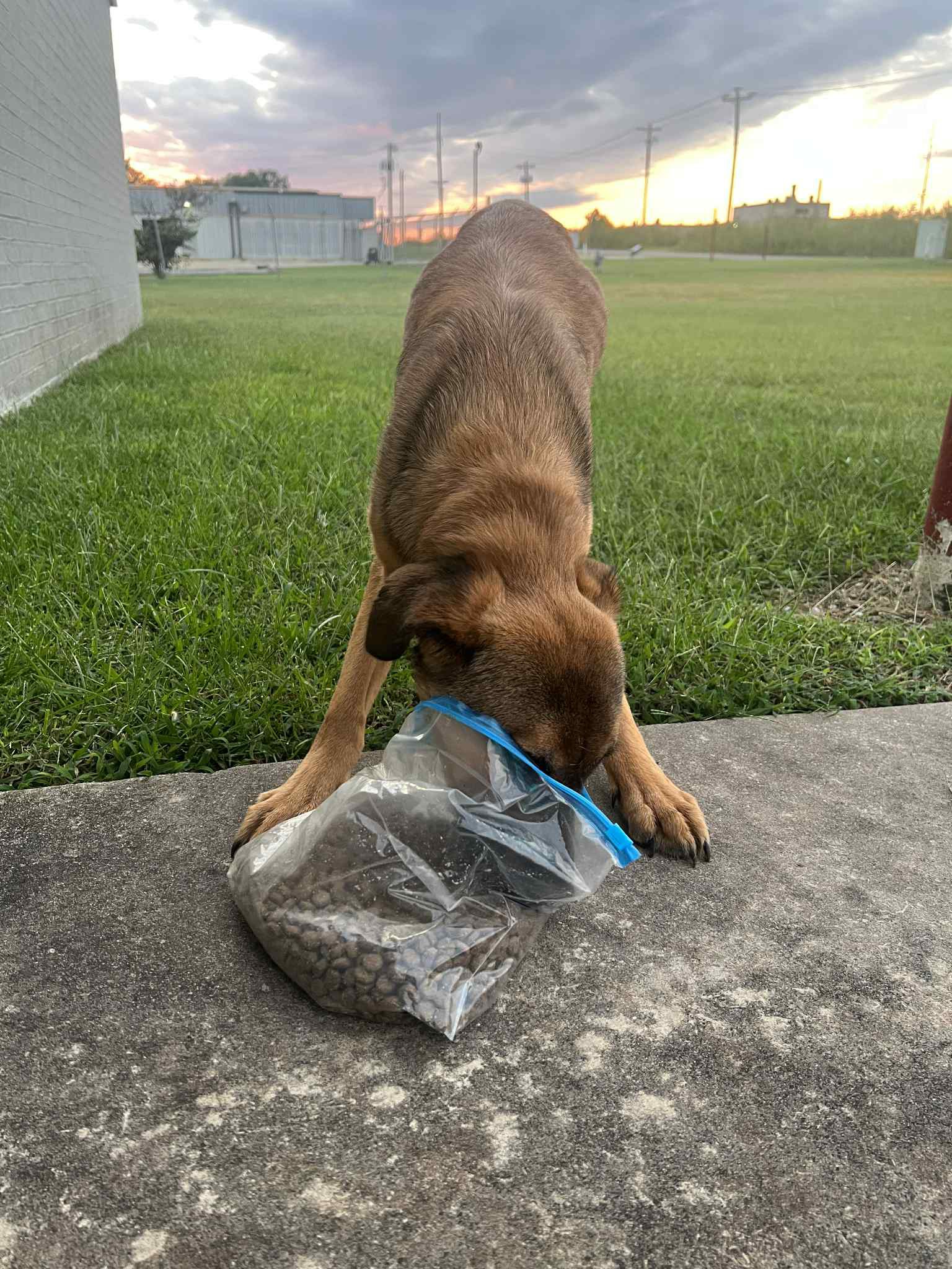 cute dog eating