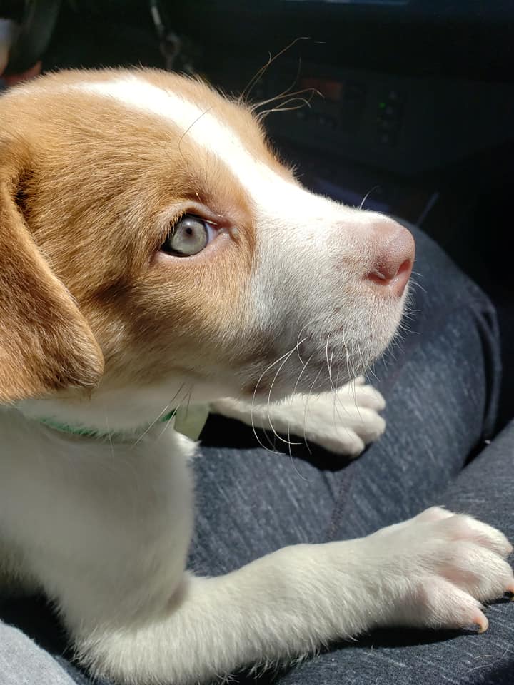 cute dog in car