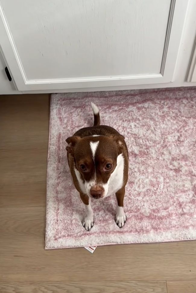cute dog in house