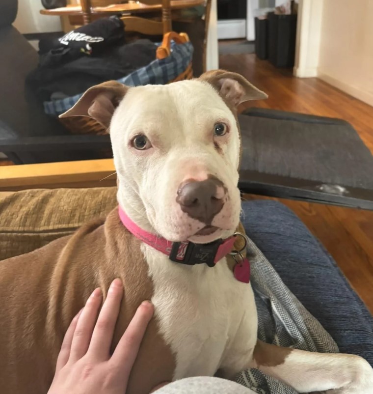 cute dog in house