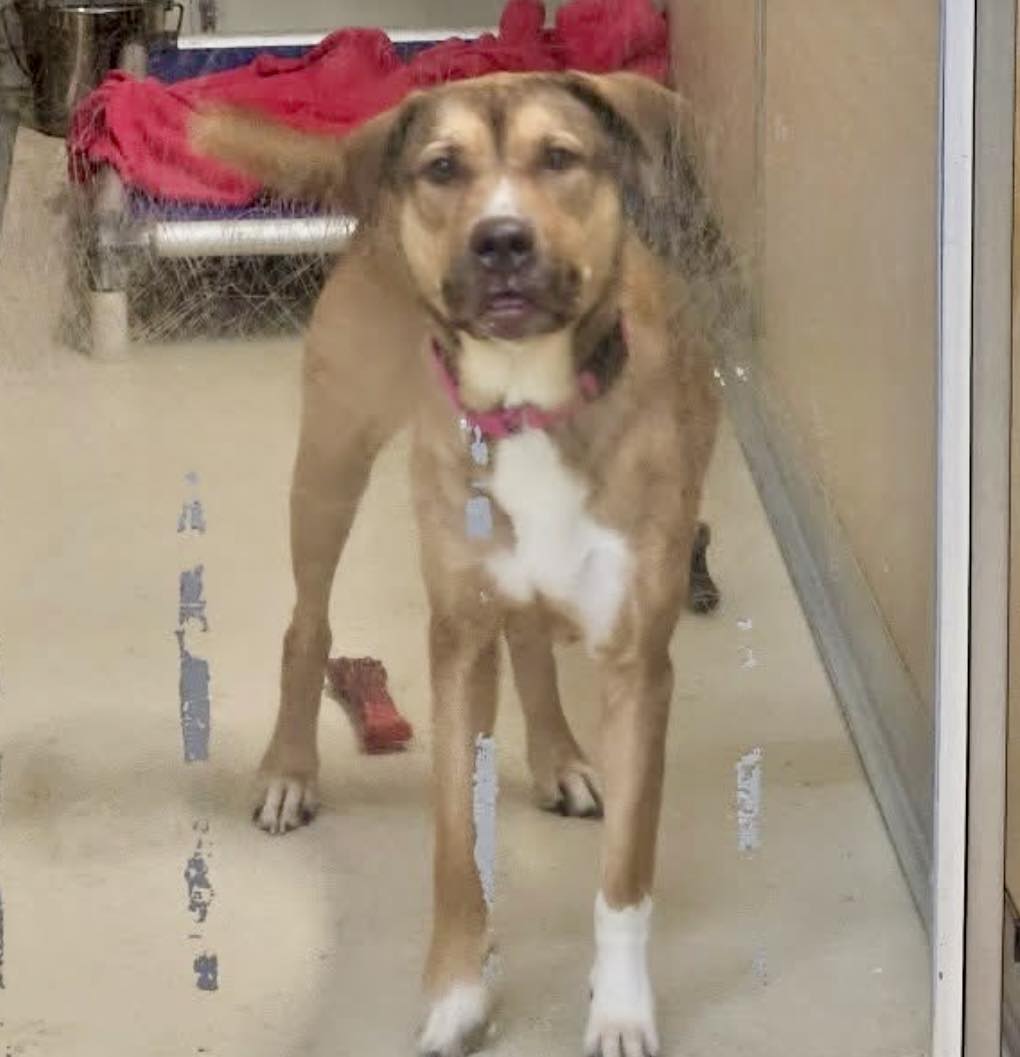 cute dog in shelter