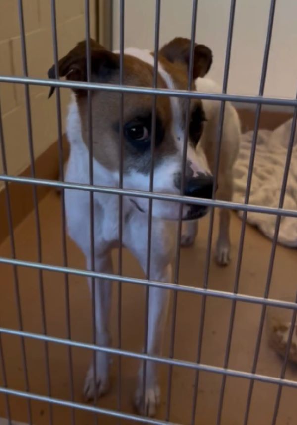 cute dog in shelter