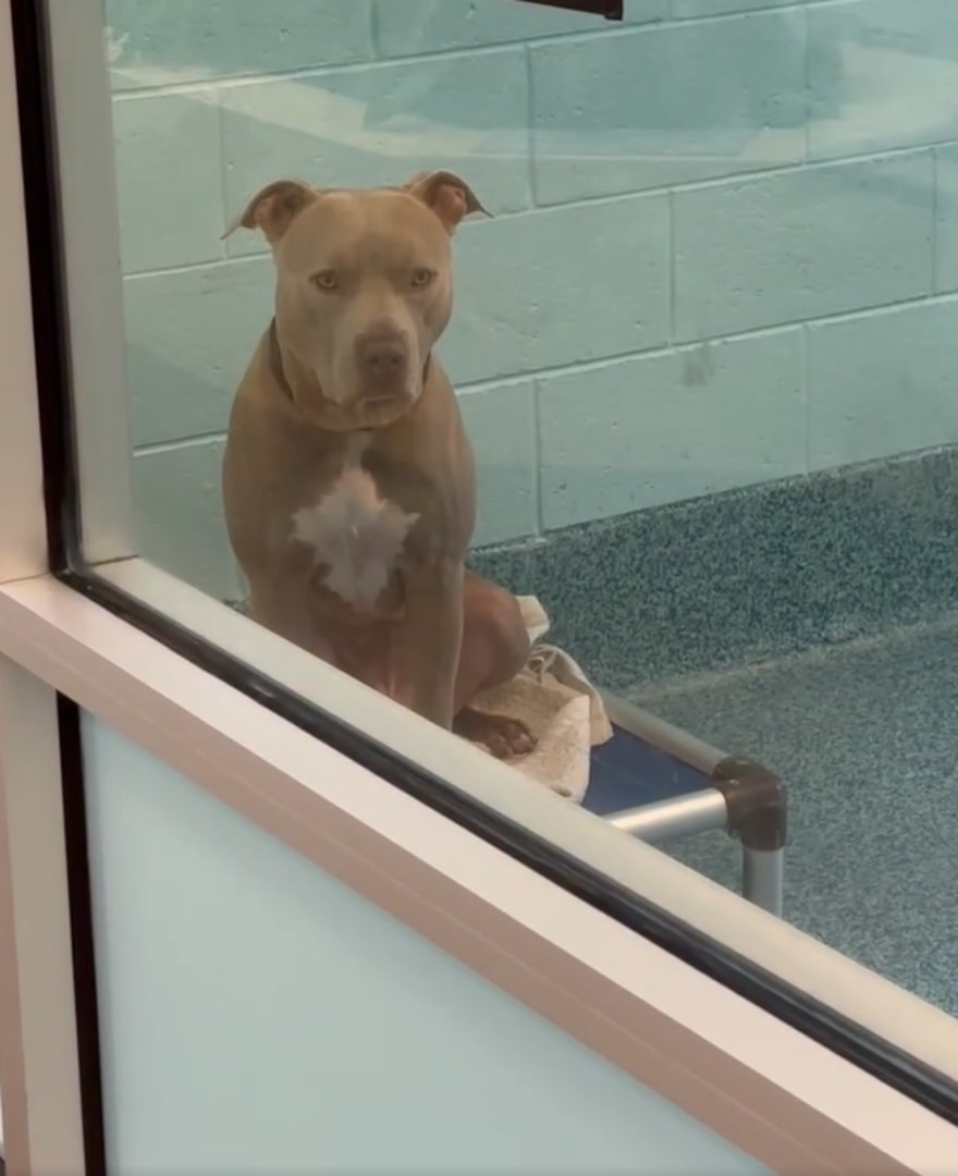 cute dog in shelter