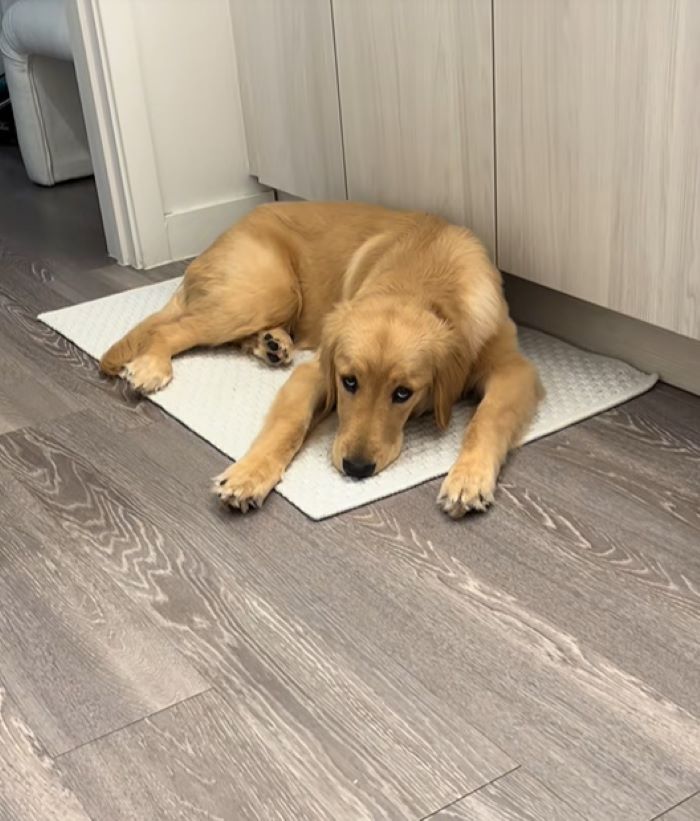 cute dog laying down