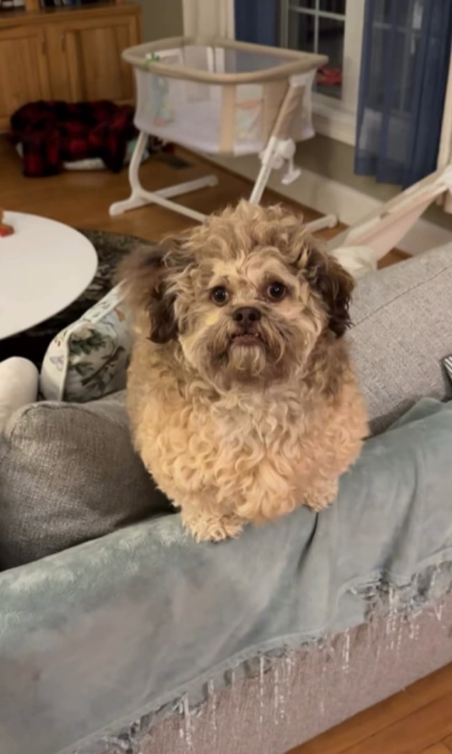cute dog on couch